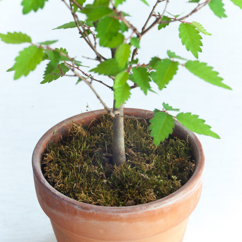 ミニ盆栽 欅 (ケヤキ) 実生 盆栽 ikona 通販 15797894｜Creema(クリーマ)
