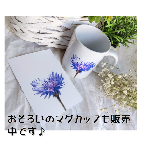 選べるポストカード３枚セット　NO.４０　青紫の矢車菊（コーンフラワー）Aのイラストのポストカード 4枚目の画像