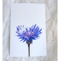 選べるポストカード３枚セット　NO.４０　青紫の矢車菊（コーンフラワー）Aのイラストのポストカード 2枚目の画像