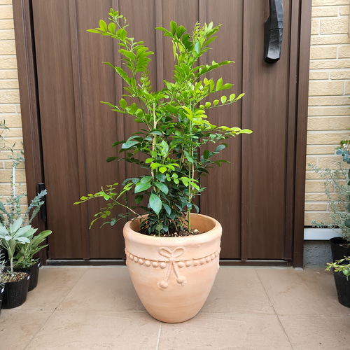 大きなシルクジャスミン　テラコッタ鉢植え　苗木　庭木　シンボルツリー