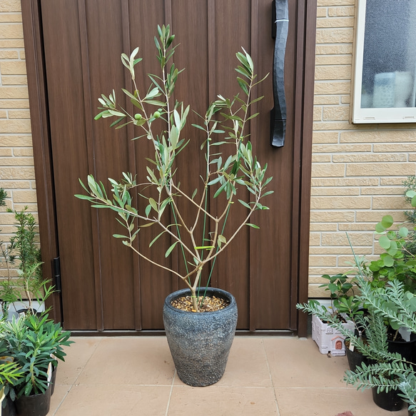 【大型】テラコッタ鉢　植木鉢  シンボルツリー