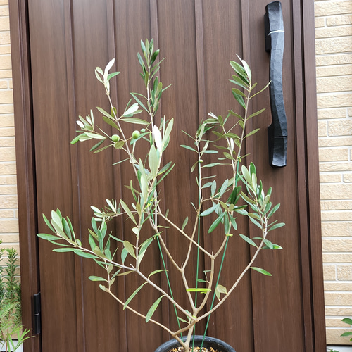 平和の象徴♡　オリーブの木　ルッカ　大きめテラコッタ鉢植え　苗　シンボルツリー♪