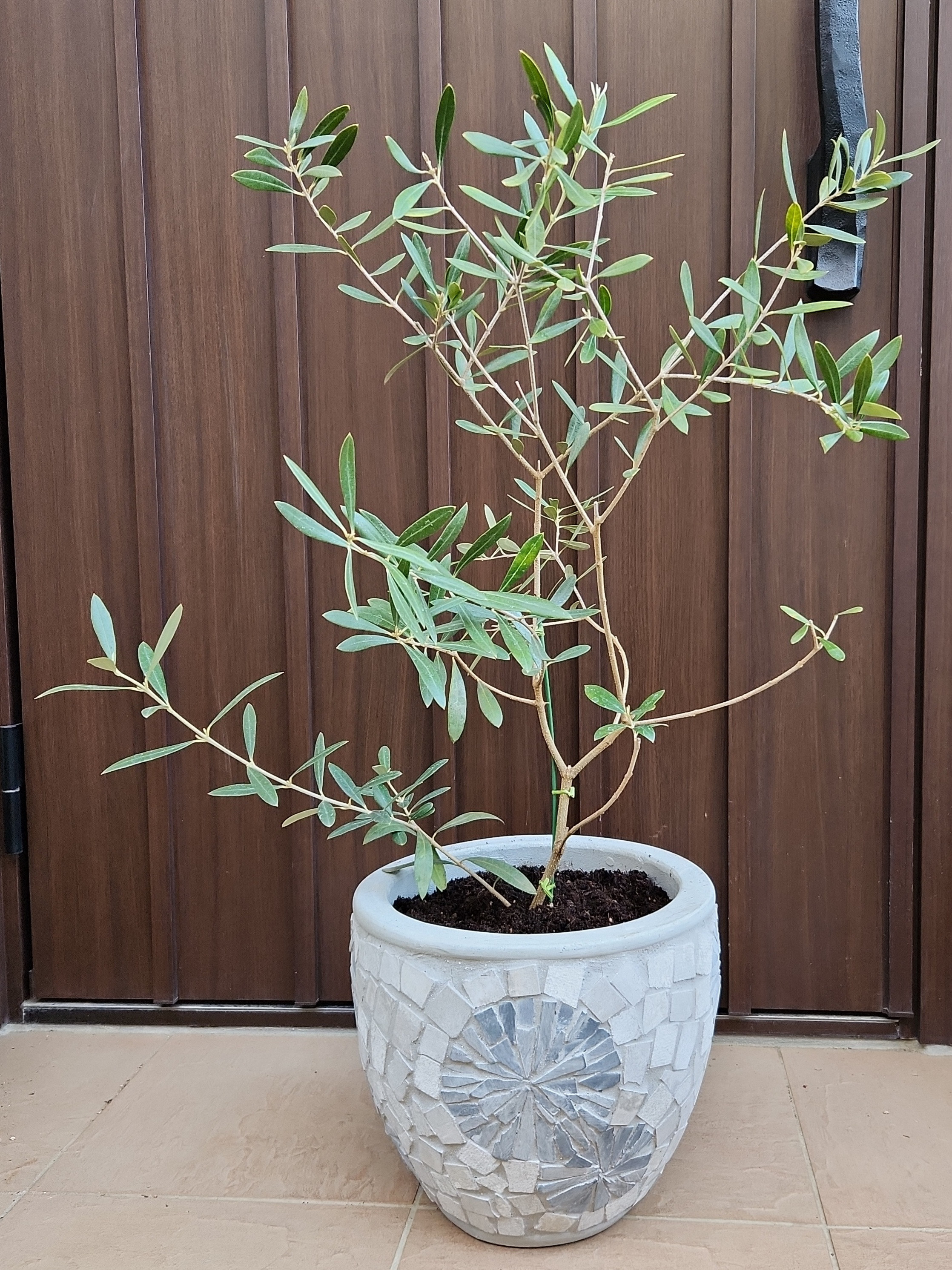 オリーブの木 ネバディロブランコ デザインテラコッタ鉢植え 苗