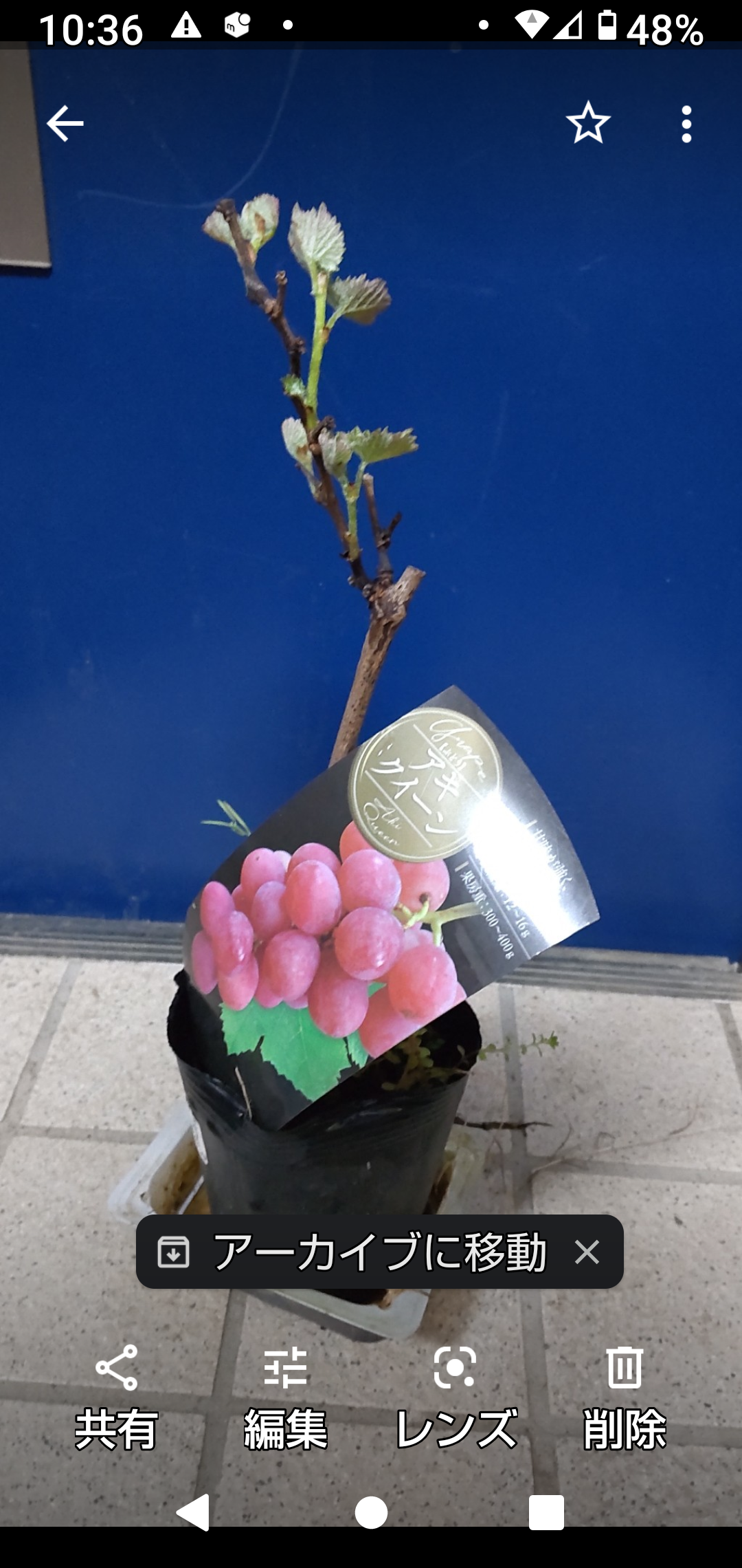 実なりよく 酸味控えめで甘みの強い安芸クイーン 3～4年なえ