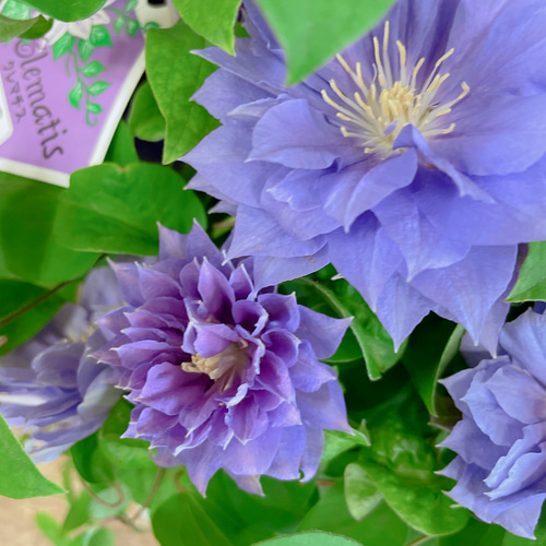 入荷しました！八重咲きクレマチス♡円空【毎年楽しめる可愛いお花
