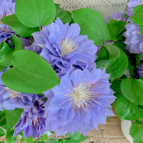 宿根草【フランス産直輸入】 ライラック プレゼントグレイビー【八重咲き空色花】♪ 宿根【フランス産直輸入】ライラック『プレジデントグレイビー