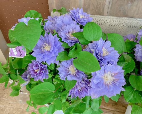 入荷しました！八重咲きクレマチス♡円空【毎年楽しめる可愛いお花