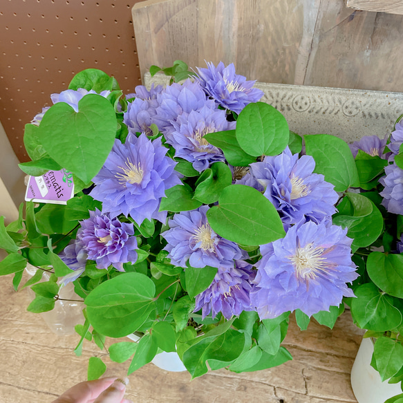 入荷しました！八重咲きクレマチス♡円空【毎年楽しめる可愛いお花