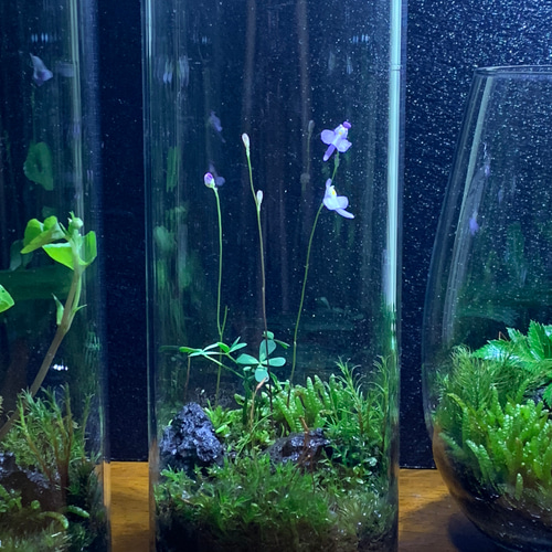 206 苔アート 苔テラリウム ミミカキグサ 苗 テラリウム 206 苔アート 苔テラリウム ミミカキグサ 苗 テラリウム