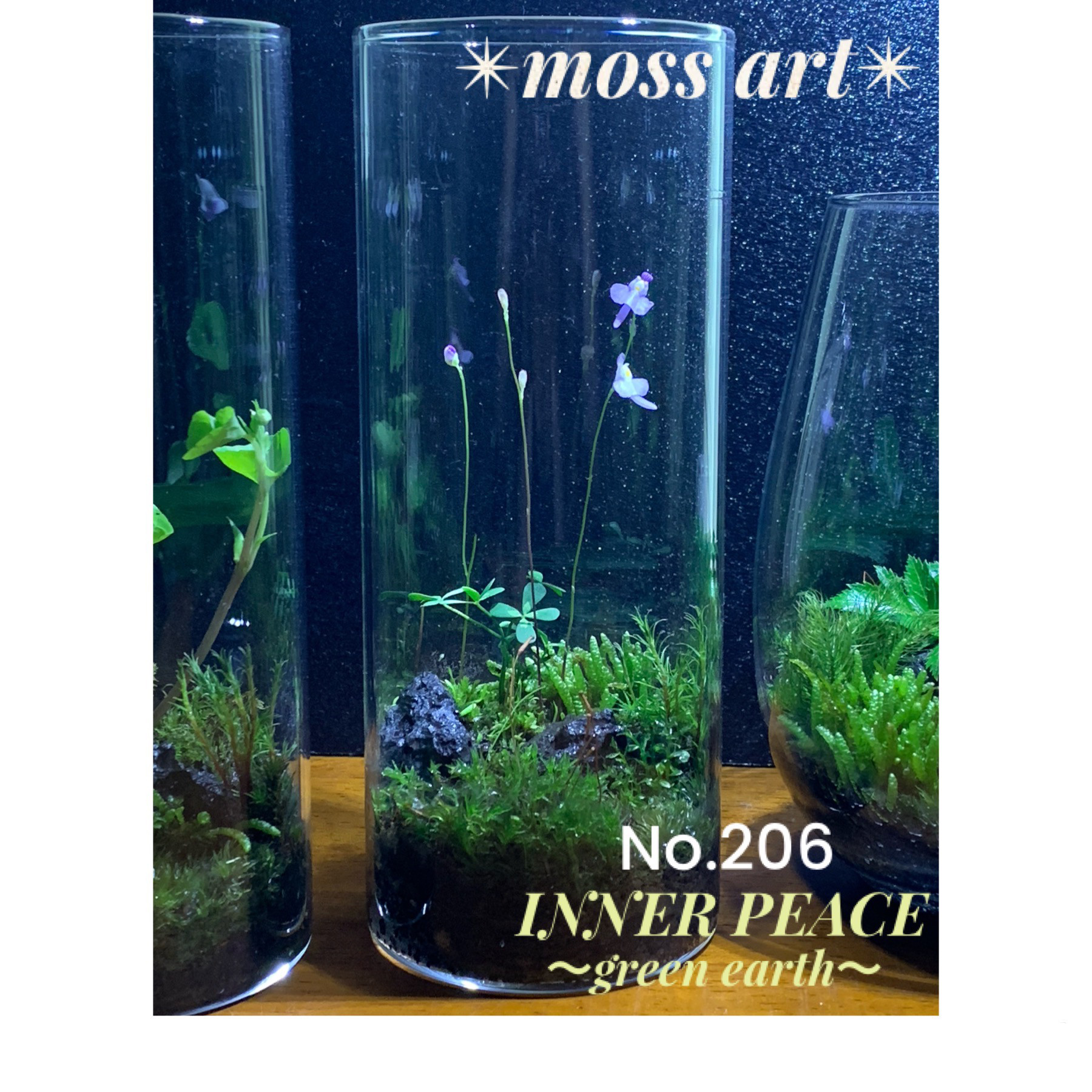 No.296 苔アート　苔テラリウム　完成品 苔むすび OnlineShop