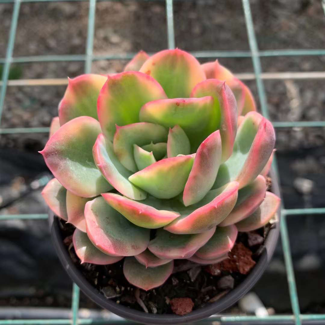 ルエラ錦 美斑入り エケベリア 激レア高級多肉植物 超美苗 韓国
