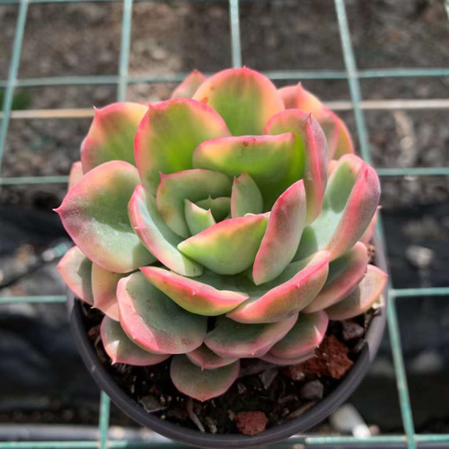 ルエラ錦 美斑入り エケベリア 激レア高級多肉植物 超美苗 韓国苗 観葉