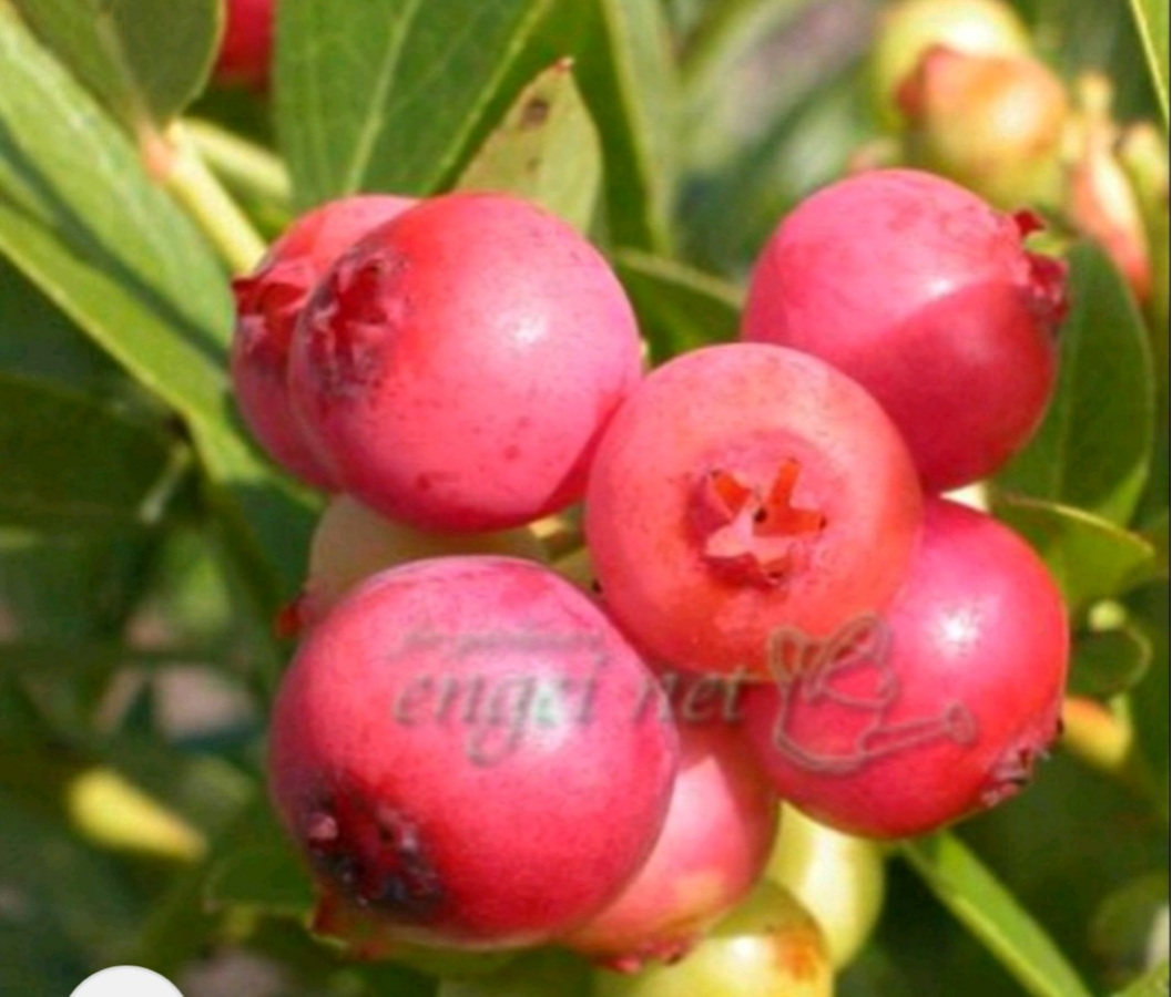 ピンクレモネード実も秋の紅葉も美しい予想以上に美味しいブルーベリー大苗 デメリットの少ない挿し木苗