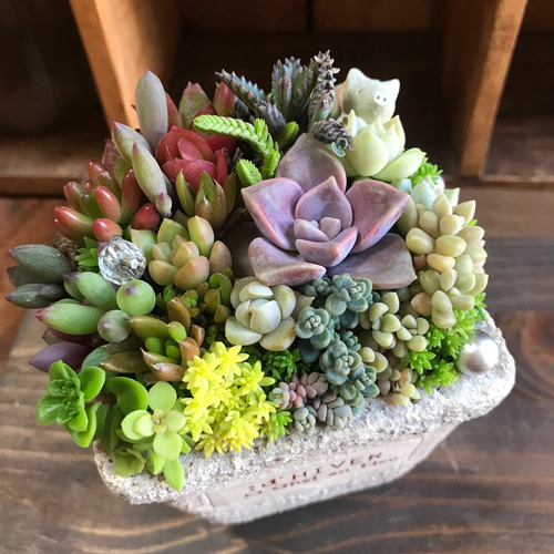 ココニイルヨ*ぶたくんver. 多肉植物の寄植え セダム*タニク ココニイルヨ*ぶたくんver. 多肉植物の寄植え セダム*タニク