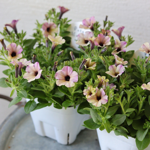 こんもり花姿❤︎小輪ペチュニア【マルベリー】2苗セット 多肉植物