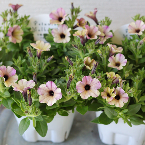 花色変化♡こんもりまとまるペチュニア【マルベリー】の籠寄せ植え♡母の日gift こんもり花姿❤︎小輪ペチュニア【マルベリー】2苗セット 多肉植物