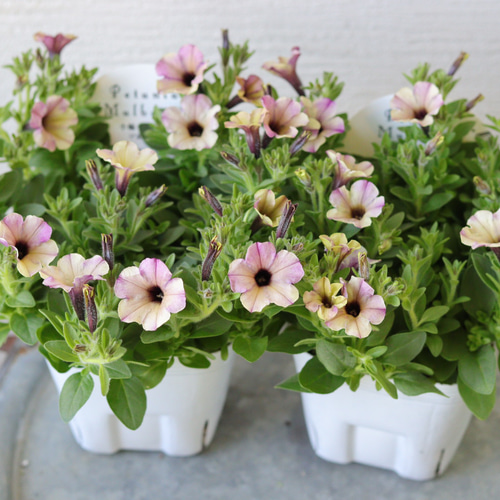 こんもり花姿❤︎小輪ペチュニア【マルベリー】2苗セット 多肉植物