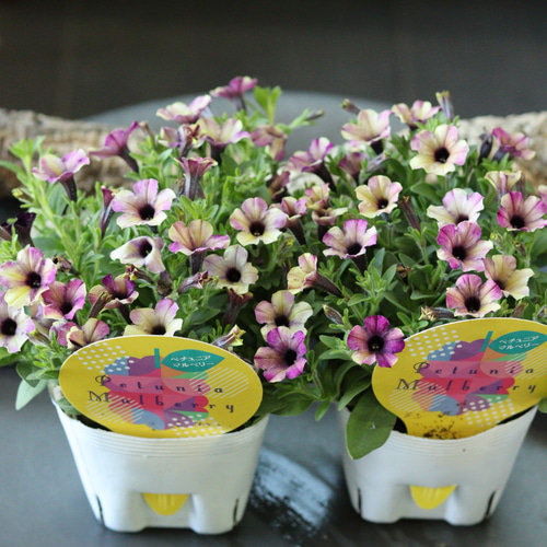 花色変化♡こんもりまとまるペチュニア【マルベリー】の籠寄せ植え♡母の日gift こんもり花姿❤︎小輪ペチュニア【マルベリー】2苗セット 多肉植物
