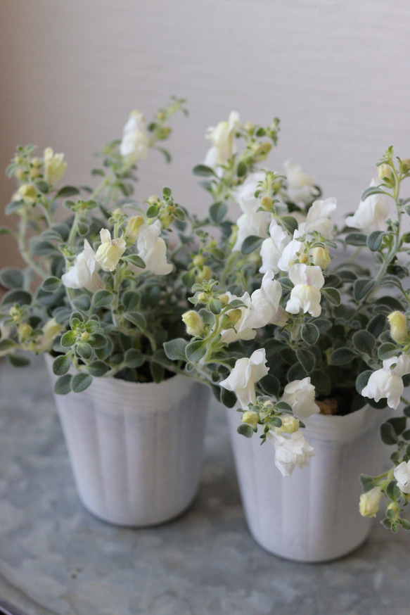 ふわふわ❤︎金魚草アールグレイ2苗セット その他インテリア雑貨  