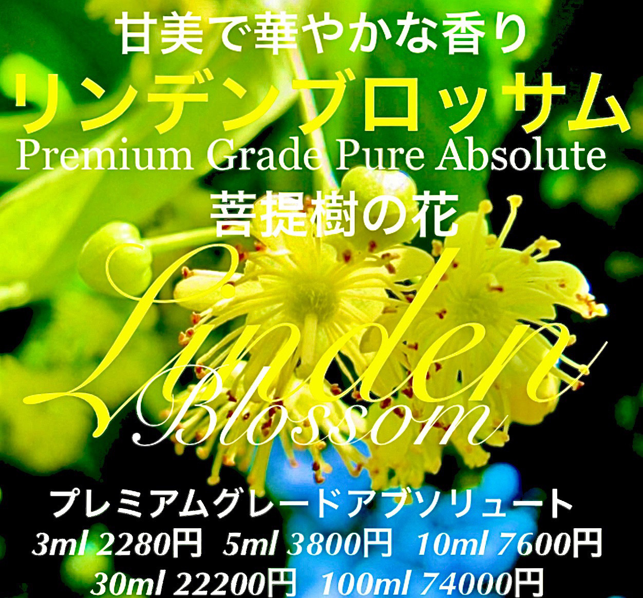 リンデンブロッサム（菩提樹の花）アブソリュート30ml（3ml/5ml/10ml販売中）