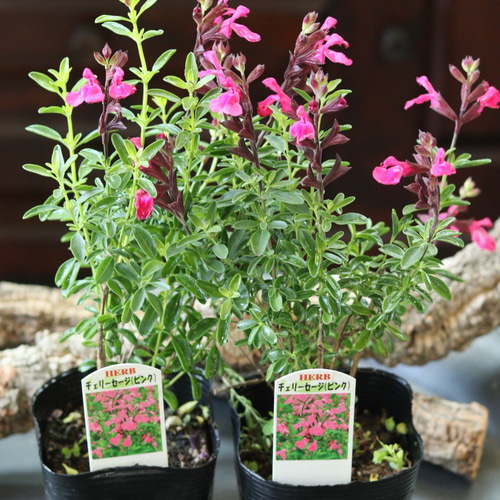 チェリーセージ ピンク 2苗セット その他インテリア雑貨 トータル  