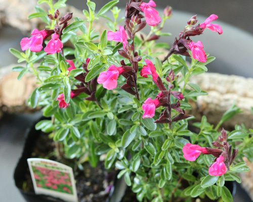 c81638ef58c4dfb89fb27ee42e0eb5  