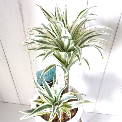 ドラセナコンパクタ 白斑 中斑 ドラセナコンパクタ 白斑 中斑