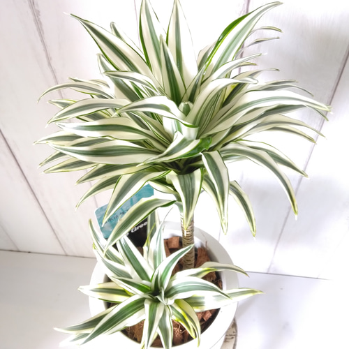 ドラセナ コンパクタ 白斑 中斑 ドラセナ コンパクタ 白斑 中斑