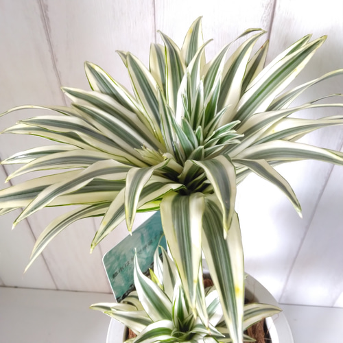 送料無料・一部地域除く】希少種レア ドラセナ・チャヤ 白斑が綺麗