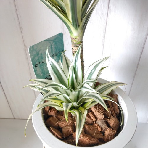 送料無料・一部地域除く】希少種レア ドラセナ・チャヤ 白斑が綺麗