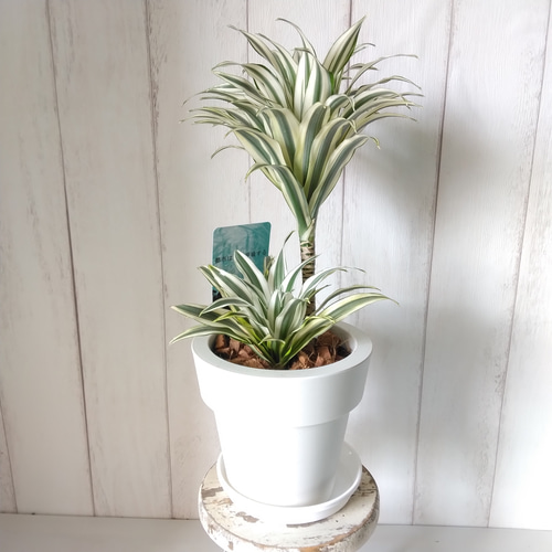 送料無料・一部地域除く】希少種レア ドラセナ・チャヤ 白斑が綺麗