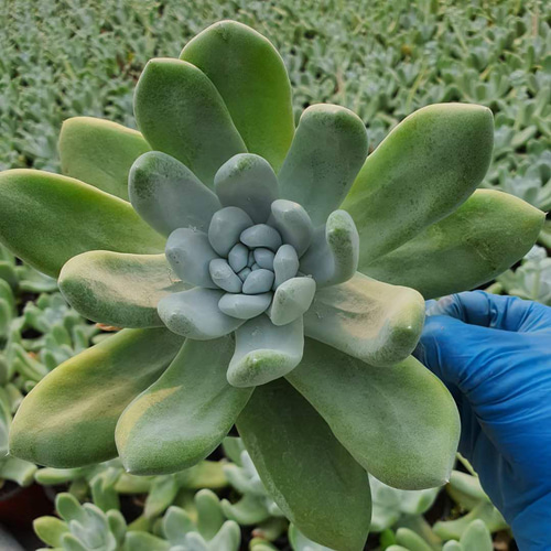 パキフィツム ダドレア 激レア 高級 多肉植物 超美苗 特大苗 パキフィツム ダドレア 激レア 高級 多肉植物 超美苗 特大苗