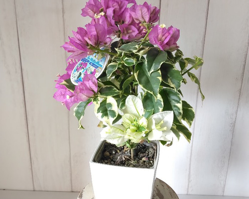 ブーゲンビリア ピンク花 斑入り葉 ブーゲンビリア ピンク花 斑入り葉