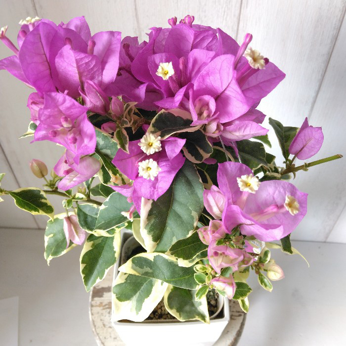 ブーゲンビリア 盆栽 紫花 約30cm ブーゲンビリア 盆栽 紫花 約30cm