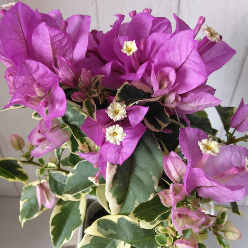 送料無料・一部地域除く】ブーゲンビリア・サンデェリアーナパープル