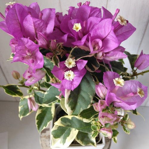 サマーセール。ブーゲンビリア 盆栽 紫花 サマーセール。ブーゲンビリア 盆栽 紫花 盆栽植木鉢で紫の花を