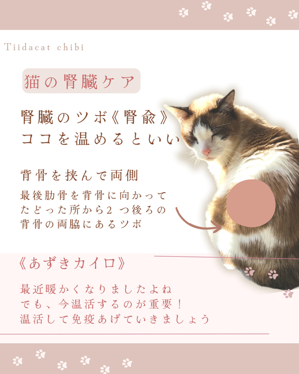 猫用あずきカイロ(小さいサイズ)　洗えるカバー付き　③ニュースペーパー白 5枚目の画像