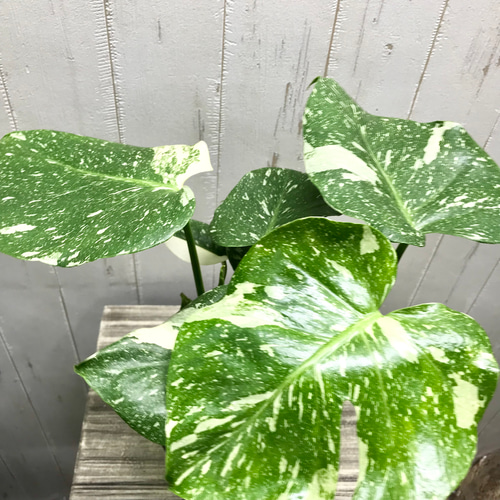 状態良好♡ 2株植え！ 斑入り モンステラ 2-5 その他インテリア