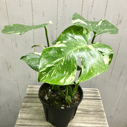 おまとめ2点　寄せ植え、斑入りモンステラmeroron＊mamaです。 おまとめ2点 寄せ植え、斑入りモンステラmeroron＊mamaです