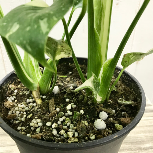斑点入りモンステラ 斑入りモンステラ苗