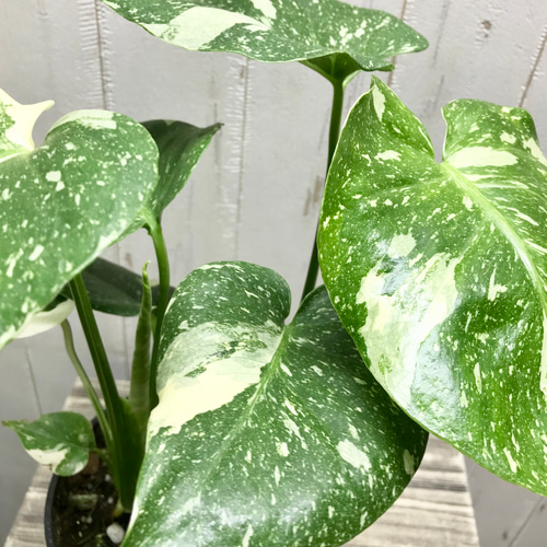 おまとめ2点　寄せ植え、斑入りモンステラmeroron＊mamaです。 おまとめ2点 寄せ植え、斑入りモンステラmeroron＊mama様専用