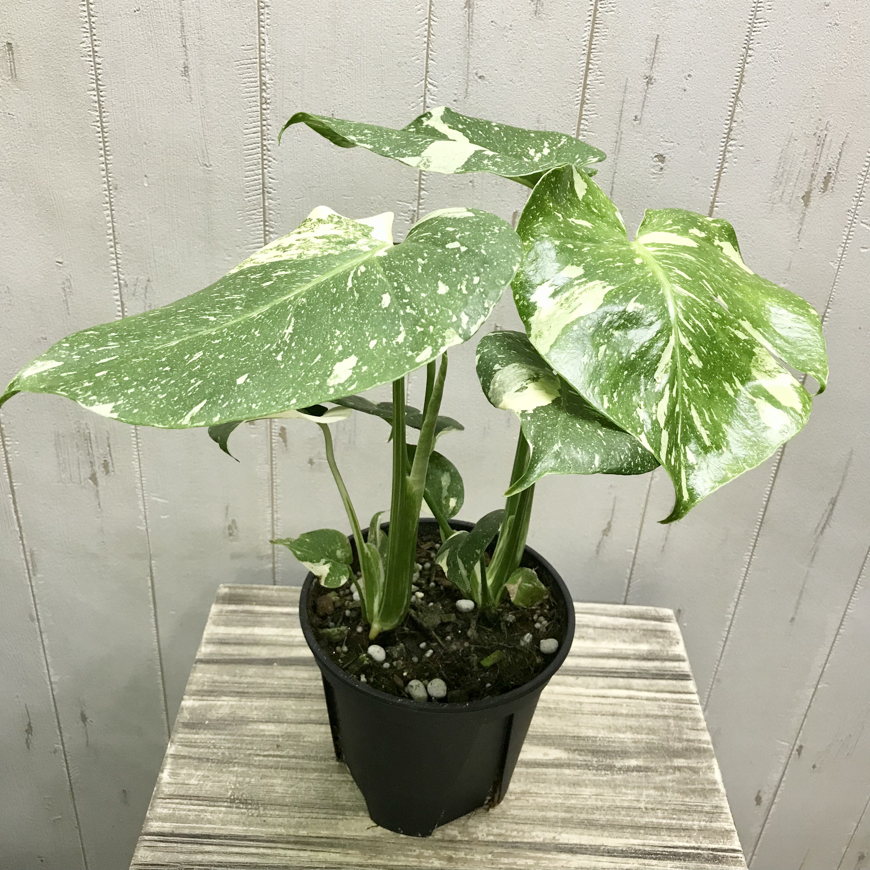 おまとめ2点　寄せ植え、斑入りモンステラmeroron＊mamaです。 おまとめ2点　寄せ植え、斑入りモンステラmeroron＊mamaです。