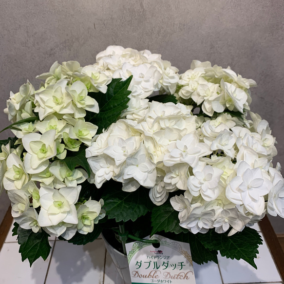 アジサイ❤️ダブルダッチゴーダホワイト 5号鉢 多肉植物