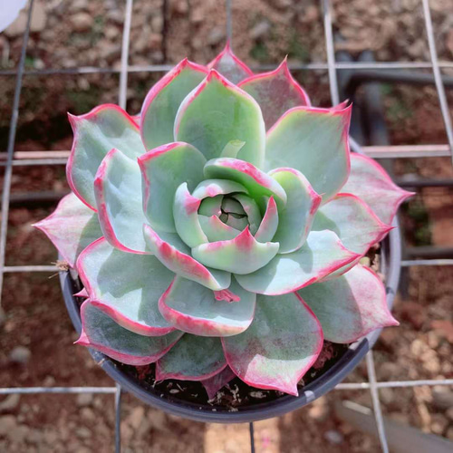 超美苗ブルーバード 【公式通販】