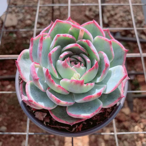 美魂の仙子錦 激レア高級多肉植物 エケベリア 超美苗 韓国苗 観葉植物