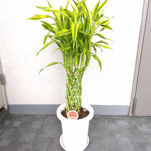 ドラセナ・サンデリアーナ ゴールド 7号 高さ約110cm 観葉植物 大型 送料無料・一部地域除く】【現品】ドラセナ・サンデリアーナ・ゴールド