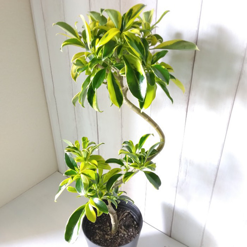 憧れの ファグラエア ベルテロアナ バリエガータ 斑入り 現品 観葉植物 その他観葉植物