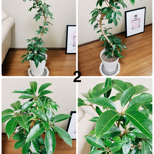 観葉植物8鉢セットまとめ売り ツピダンサス エバーフレッシュ※1週間