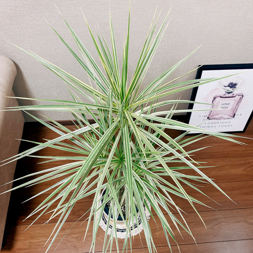 現品　ドラセナ　コンシンネ　ホワイボリー　1番　観葉植物　特大　インテリア　室内 4e73c2aae6adf40b7779d411f63525
