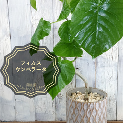 フィカス ウンベラータ曲げ　観葉植物 1枚目の画像